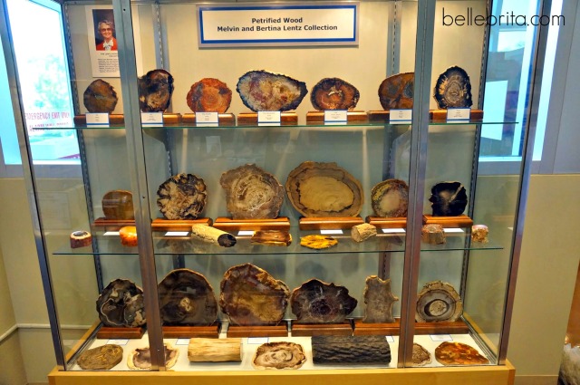 Petrified wood on display at the Colorado School of Mines Geology Museum in Golden, Colorado #travel #science