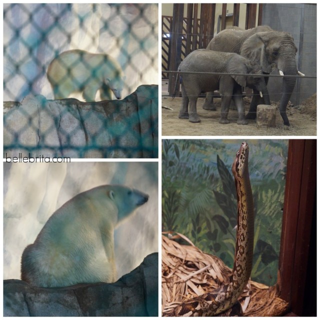 A polar bear, a baby elephant with its mom, and an awesome snake at the Toledo Zoo!