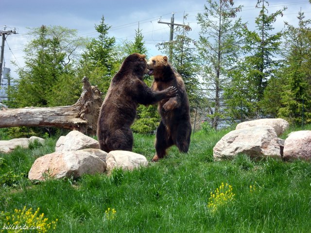 Bears playing at the Columbus Zoo | Belle Brita