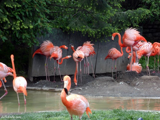 Bright pink flamingos! | Belle Brita