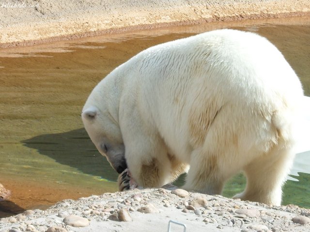 I love polar bears! | Belle Brita