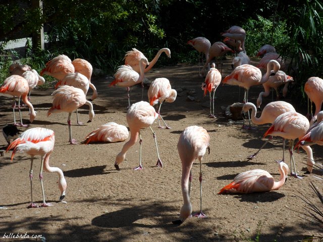 Pink flamingos at the Houston Zoo | Belle Brita