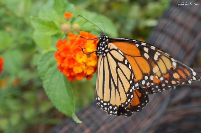 Butterfly Garden, Wild Adventures, Valdosta, GA | Belle Brita