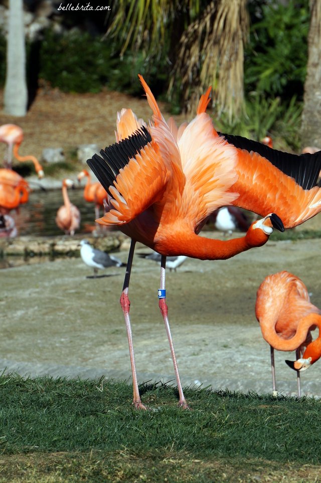 The gorgeous flamingos are just one reason to visit Busch Gardens Tampa Bay. Click through the link for all my tips on a great day at the park! | Belle Brita