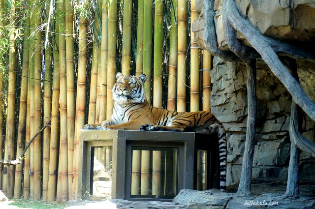 Beautiful tigers at Busch Gardens Tampa Bay | Belle Brita