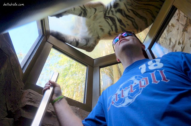Get up close and personal with the tigers at Busch Gardens Tampa Bay | Belle Brita