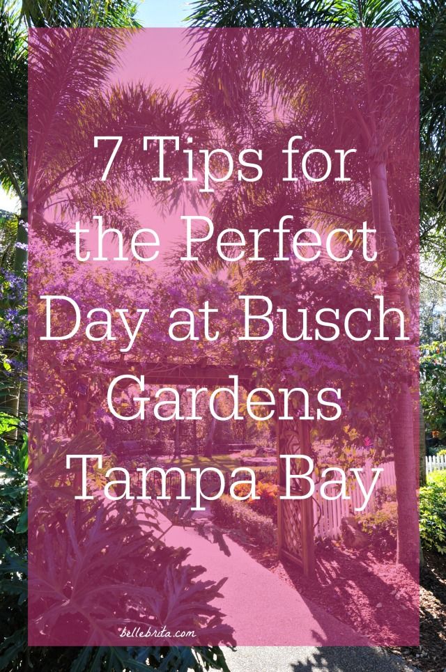 7 Tips For The Perfect Day At Busch Gardens Tampa Bay Belle Brita