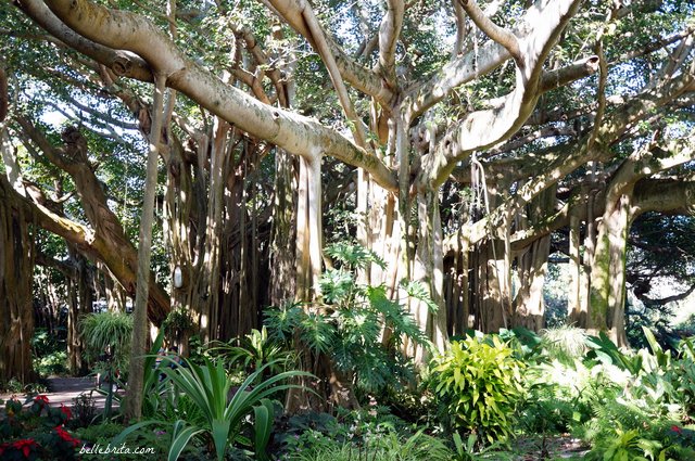 This incredible Banyan Tree dates back to 1939. Find it at Cypress Gardens, part of LEGOLAND Florida Resort | Belle Brita