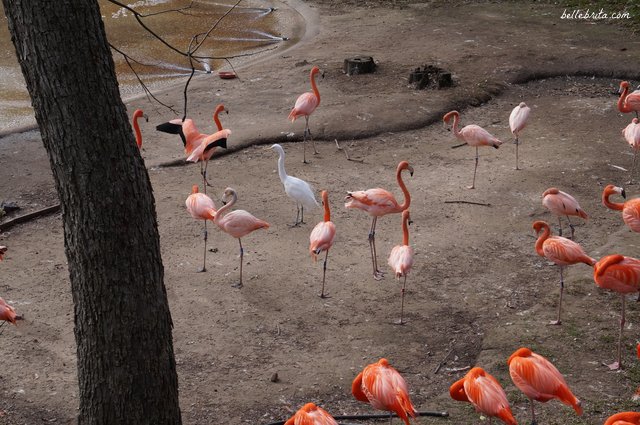 I loved the vibrant flamingos at the Dallas Zoo, which was included with my Dallas CityPASS | Belle Brita