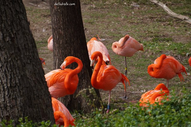 I loved the vibrant flamingos at the Dallas Zoo, which was included with my Dallas CityPASS | Belle Brita