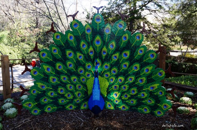 A beautiful LEGO peacock at the Dallas Zoo | Belle Brita