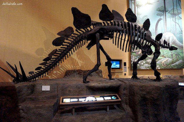 Explore natural history at the Fernbank Museum in Atlanta, like this model of a dinosaur fossil. | Belle Brita