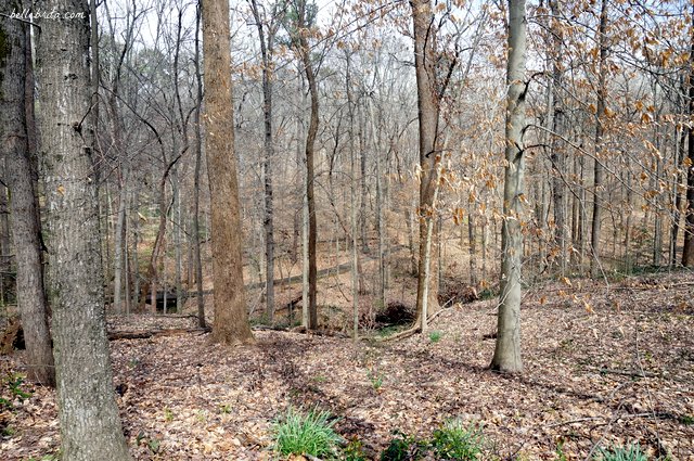 My husband and I enjoyed learning more about trees during a nature walk with the Fernbank Natural History Museum. | Belle Brita