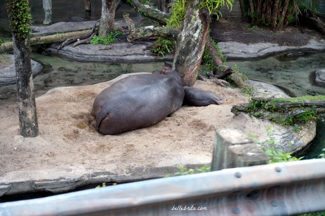 Seeing the baby hippo with its mother on my Kilimanjaro Safari was such a cool part of Animal Kingdom. | Belle Brita