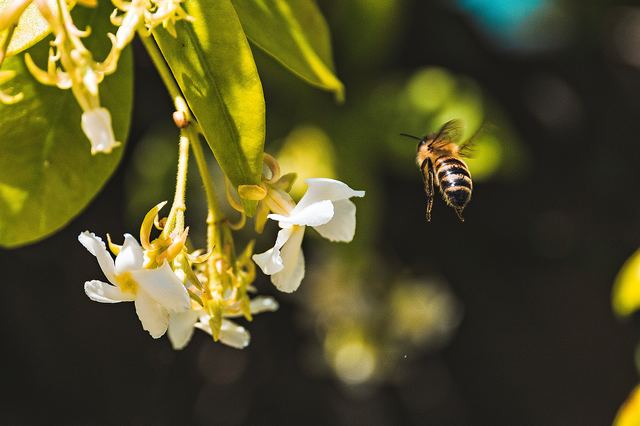 Pollinators are an important part of our environment! | Belle Brita