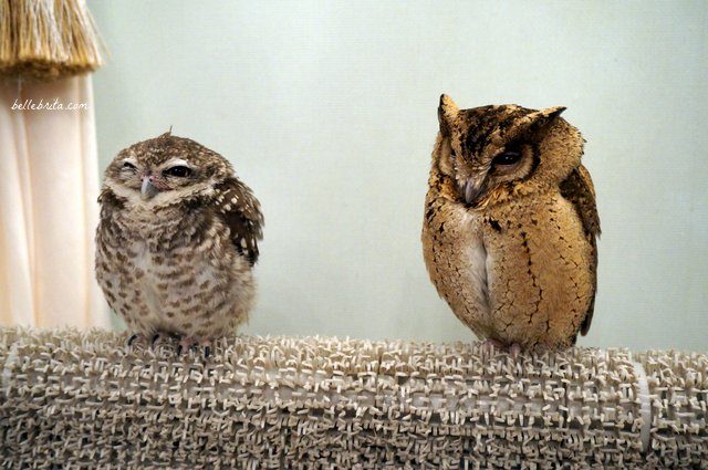 Two owls in Akiba Fukurou Owl Cafe