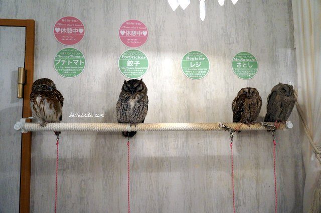 Four owls in Akiba Fukurou Owl Cafe