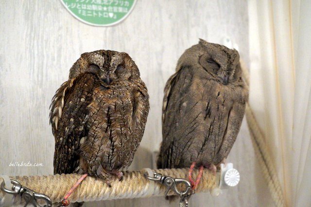 Two owls in Akiba Fukurou Owl Cafe