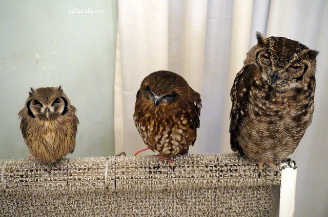 Three owls in Akiba Fukurou Owl Cafe