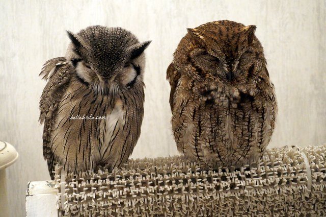 Two owls in Akiba Fukurou Owl Cafe