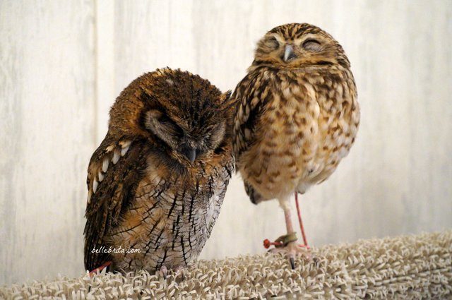 Two owls in Akiba Fukurou Owl Cafe